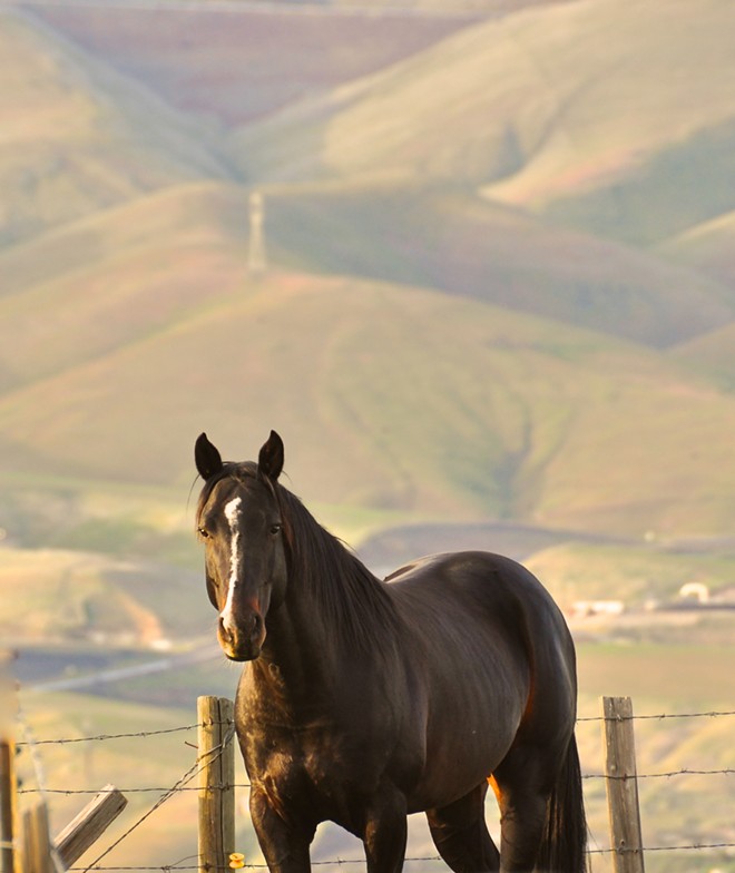 Black beauty of a horse