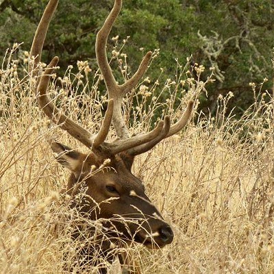 Male elk relaxing in the tall grass.