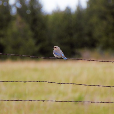 We drove towards the Blue Mountains and spotted many blue birds being active and enjoying the spring day. Taken May 7, 2017 by Mary Hayward of Clarkston.