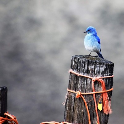 Blue bird near the Blue Mountain just off Peola Road. Taken April 18, 2019 by Richard Hayward of Clarkston, Wa.