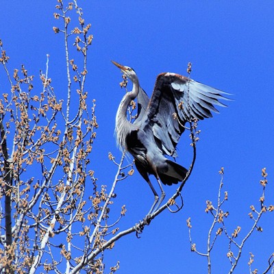 Blue Heron