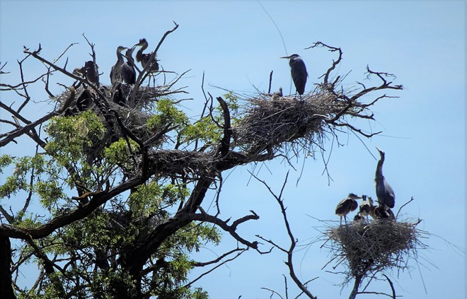 Blue Herons and Babies in Nests