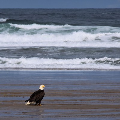 An eagle takes a breather at Moolack Beach on the Oregon coast. Photo by Stan Gibbons on 6-14-2018.