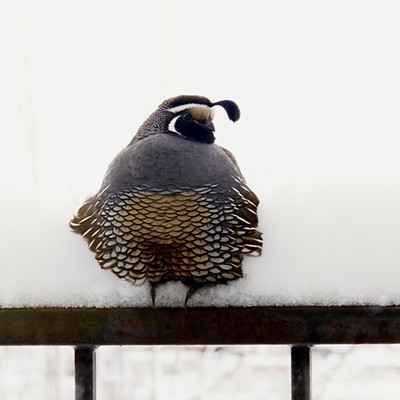 This California quail really wanted to come in out of the 16 degree cold! He perched on our deck railing for quite a while. Picture taken by Sue Young, in the Elks addition of Lewiston, on 1/12/24.