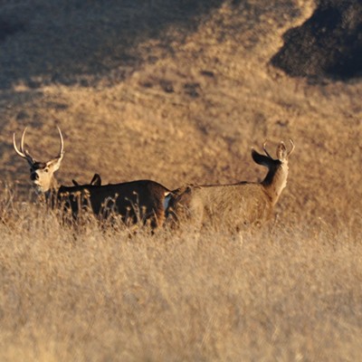 Saw this buck & does on 12/9 in 2011 while driving up Wiessenfels ridge at sunset.
    By Jerry Cunnignton.