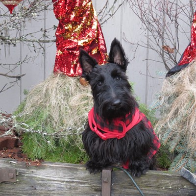 Willa Peace, an 18-month-old Scottish terrier, dons a classic buffalo check jacket for a pretty Christmas picture. Le Ann Wilson took the photo near the Orofino Flower Shop on December 2.