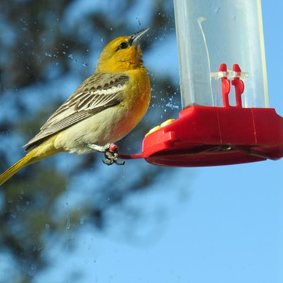 Taking turns at the hummingbird feeder - this is the female Bullock Oriole. Picture by Charlene Purtee in her window east of Moscow on May 22, 2022. Charlene has since purchased window mount feeders made especially for the Orioles to allow them to eat fruit and jelly while the hummingbirds can reclaim their juice!