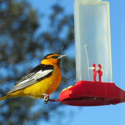 My daughter's hummingbird feeders were emptied too quickly and she soon found out why. Charlene refers to this big bird as a hummingbird impresonator. He is a Bullock Oriole and has discovered that the window feeders can be delicious! Charlene took this beautiful bird's visit on May 22, 2022 on her window east of Moscow.