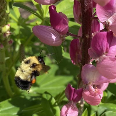 This photo of a bumblebee and a lupine was taken on June 10, 2020 at my mother-in-law&#146;s garden in Newport, Washington. The photographer is Paula Karr.