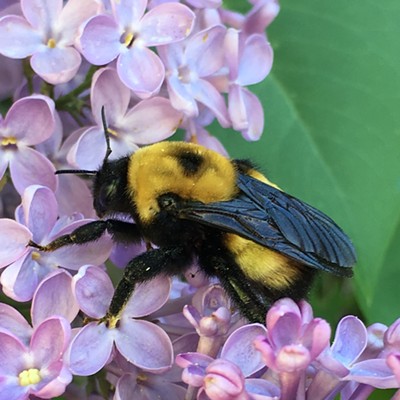 Big beautiful bumblebee doing his job! Taken in her front yard by Leah Hechtner on May 3&nbsp;in Asotin WA.