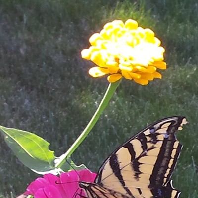 This photo was taken August 1, 2015 in the flower garden of&nbsp;Susan Brown of Pomeroy, took the photo.