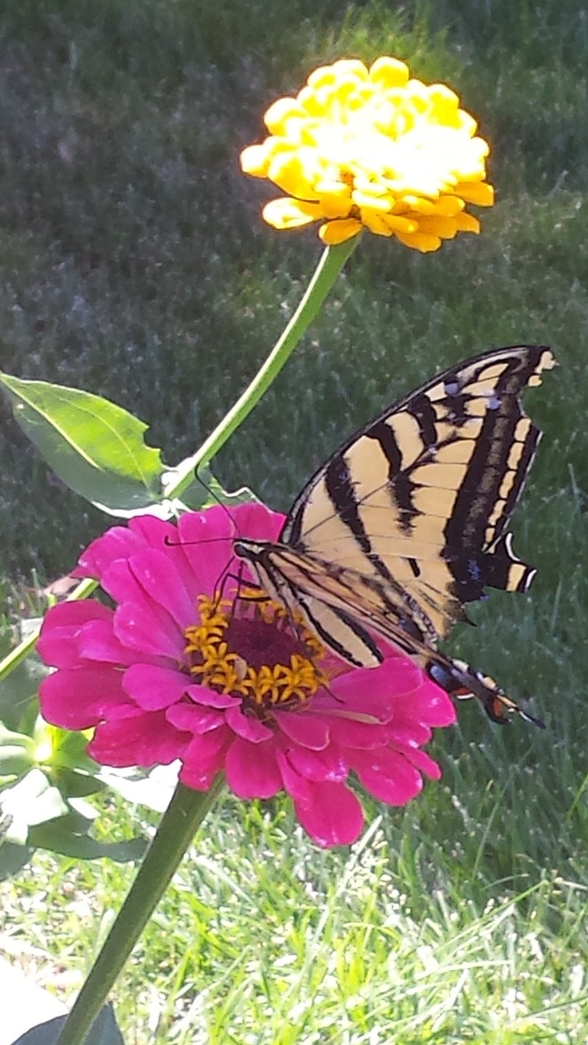 Butterfly in flower garden
