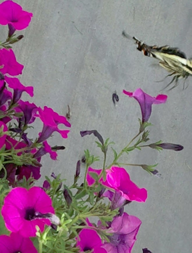 Butterfly trying to make a landing...