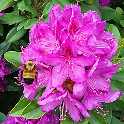 A bumble beee enjoys the azaleas in front of the Nez Perce County Courthouse. Taken by Dan Aeling on 5.20.2019.