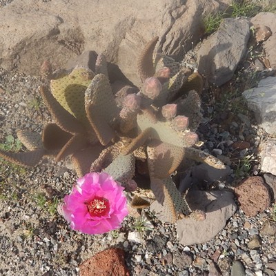 Cactus flower in Death Valley, California, after a thunderstorm the night before