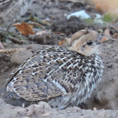 California Quail Chick