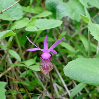 Orchid captured by the trail up Kamiak Butte, spring 2018. Taken by Diane Dickinson on Tuesday May 8, 2018.