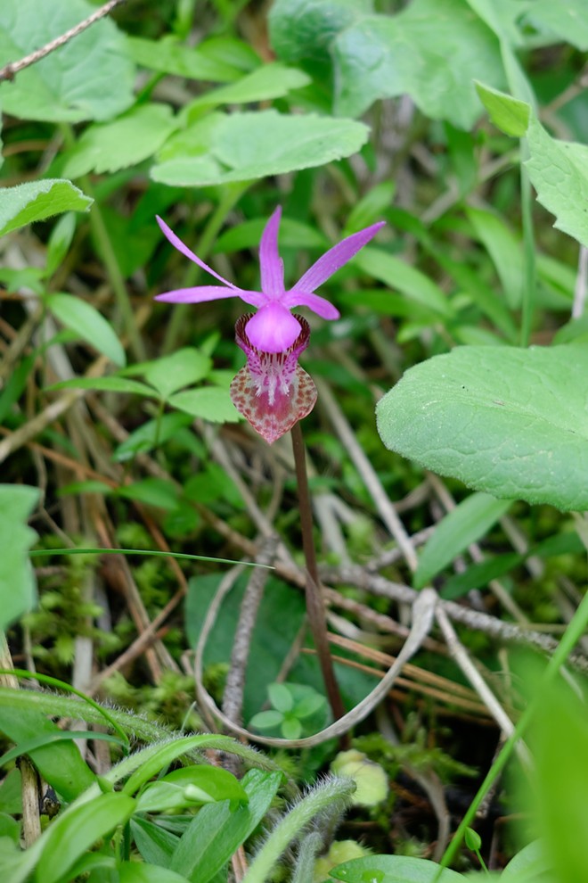 Calypso Orchid 2018