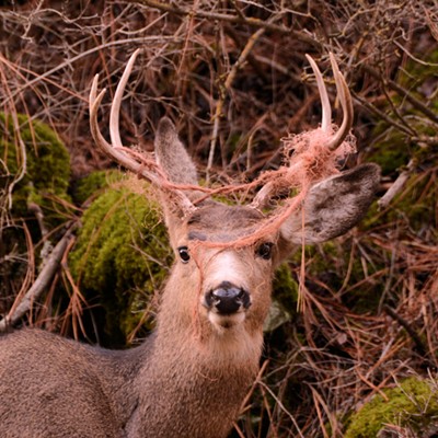 A mule deer seems to have shown a rope who's the boss. Photographed near Troy, Oregon, by Stan Gibbons on&nbsp;Dec. 15, 2015.