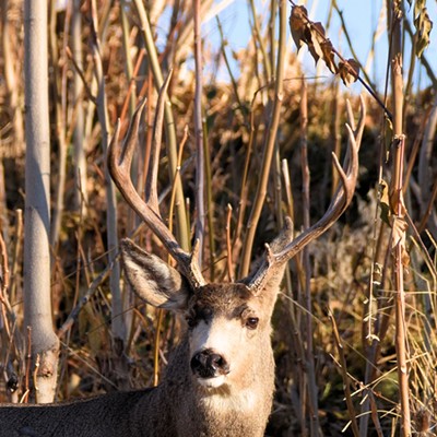 A nice mule deer buck at Hells Gate State Park. Photo by Stan Gibbons on 11-21-2020.
