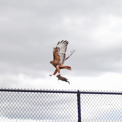 I took this picture on May 23, 2020 at the SRC Tennis Courts (NE North Fairway Rd) on the Washington State University Campus. I took the photo, Kathleen Zimmerman. I was in the middle of a photoshoot at the tennis courts and I turned around to a hawk landing on the fence behind me. It had caught a small rabbit and held it in its claws. I immediately began taking pictures of it with my Canon camera. As I got closer to it, it began flying away and I took as many pictures as I could. It was something I had never seen before and I am so glad I was there at the right time.