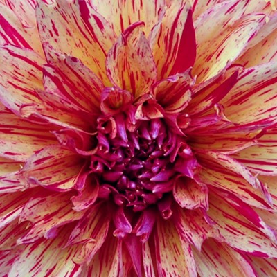 This is the center of one of the many Dahlia's growing in the garden at the Spokane, VA Hospital.
    
    By Jerry Cunnington, 10/2011.