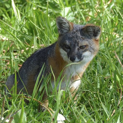 These small wild foxes are found only on the Channel Islands off the Southern California coast, where intensive restoration efforts have resulted in the foxes' status of "Endangered" being removed in 2016. This one appears to be pretty relaxed, waiting to scavenge picnic remains from tourists and campers. Dec 23, 2016, Santa Cruz Island, by Sarah Walker