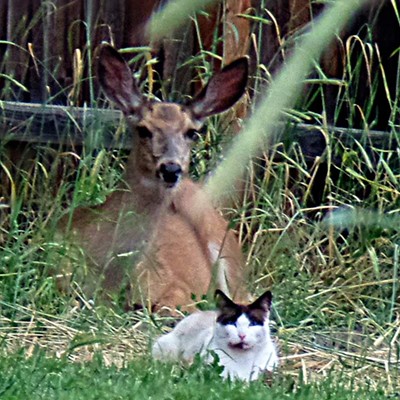 This photo was taken by my mother, Marilyn Wilburn, at her home in the Clarkston Heights. It was taken in her backyard of her&nbsp;neighbor's cat and a wild deer relaxing together in the shade on&nbsp;June 2, 2016.