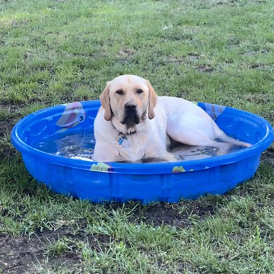My dog Cooper cooling down in the summer