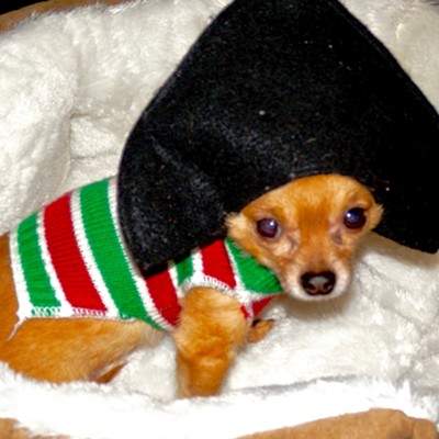 This is our sweet tea cup chihuahua with his Christmas sweater on and pirate hat. We took this on Jan. 5, 2017, in our basement. Tony Sousa of Lewiston is the photographer.