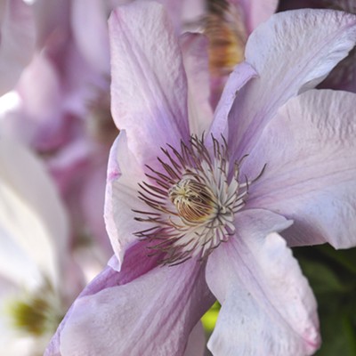 Early Spring Clematis, taken 5-10-15 by photographer Gail Craig. Neighbors Karen and Smitty of Lewiston have the most beautiful Clematis and I was able to take a few photos one early spring morning.
