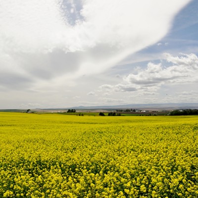 Clouds and Canola