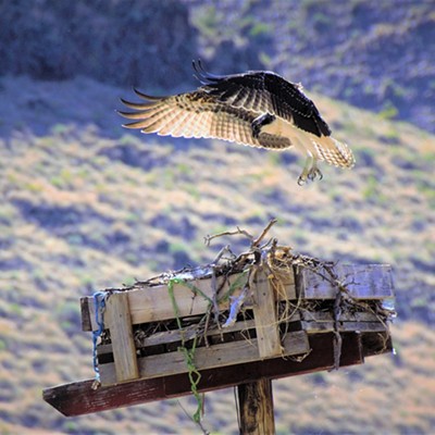This osprey was spotted coming in for a landing at this nest located just South of Asotin along the Snake River. Taken Sept. 6, 2018 by Mary Hayward of Clarkston.