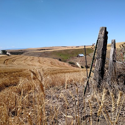 A combine finishes the last of a wheat field. A lone barn in the canyon sits watch, south of Genesee. Photo by Chrois Moser of Lewiston.
