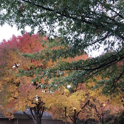 Golden leaves are welcoming fall while a neighboring tree clings to its bright green to in hopes of putting off the change of the seasons. Photo taken by Karen Purtee on Oct. 6th, 2020 in a church yard in East Moscow.