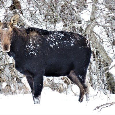 A cow moose was spotted foraging along Crumarine Creek near the base of Moscow Mountain on New Year's Day 1-1-22.  Her calf was nearby.