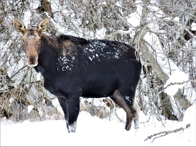 Cow Moose at Crumarine Creek