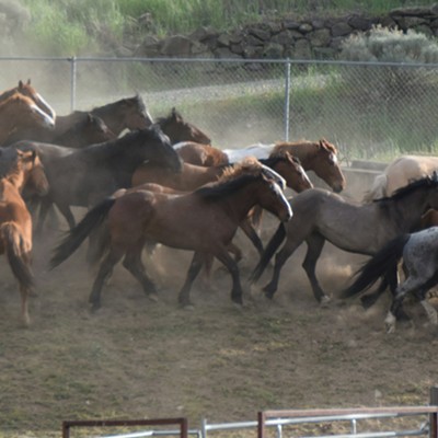 Cowboy Running Horses at the Asotin County Rodeo April 2016  Photographer Mary Hayward of Clarkston