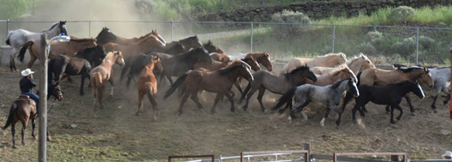 Cowboy Running Horses