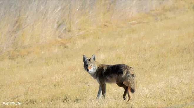 Coyote