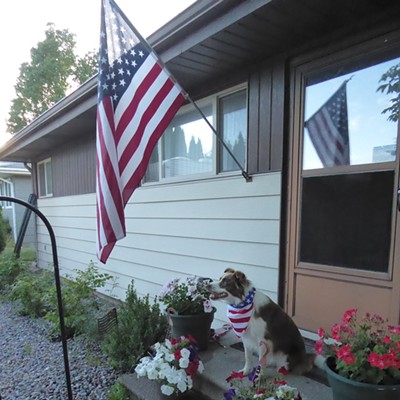 This is Cricket, my 1-year-old Border Collie, Australian Shepherd cross.
    She is celebrating Independence Day and pledging allegiance to to the flag.