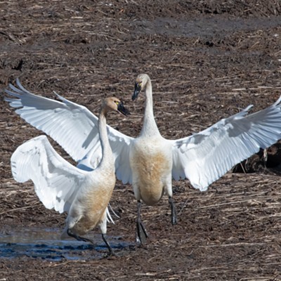 The Tundra Swans are making a brief visit to Lake Chatcolet this week, while on their way north. This was taken on March 11th, 2021 by Dave Ostrom. The swans are feeding in the mostly empty lake bed and the pair in this image were displaying.