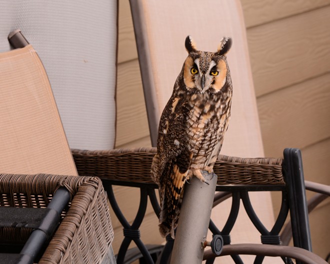 Decorator Owl