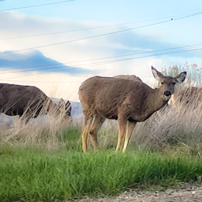 Deer were feeding on grass out past the  national guard building