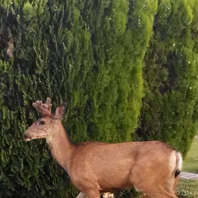 Deer in Normal Hill Cemetery