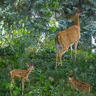 We had a delightful midday visit July 4 to our Pullman back yard by a young doe and her two fawns.
    
    Photo taken by Duane DeTemple.