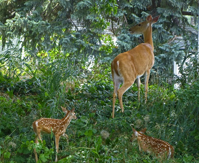 Deer visit