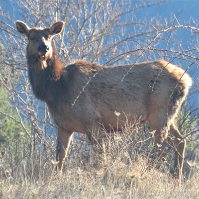 A cow elk grazes and gazes a few miles outside of Orofino.  Local resident Le Ann Wilson ran across the brown cow on March 16.