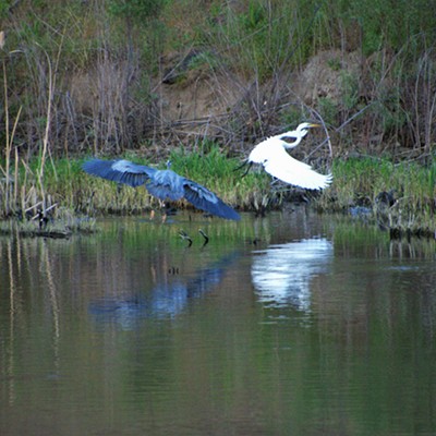 A Blue Heron and a Great Egret were either getting frisky or in a territorial feud at Evans Pond and flying all around, it sure was fun to watch. Taken May 6, 2021.