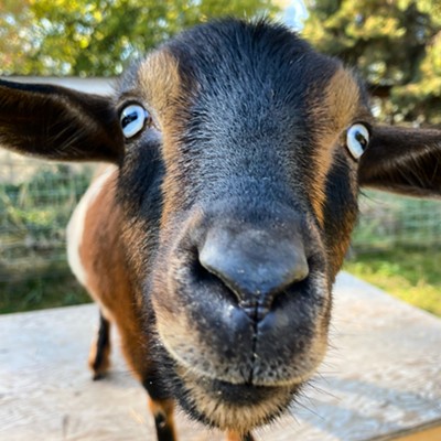 Trixie is a sweet year-old Nigerian Dwarf goat at Broad Sky Farm. She enjoys treats, head scratches, nibbling on your clothes, climbing and jumping, and more treats.